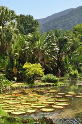 Jardim Botânico do Rio de Janeiro: Oaza Spokoju w Sercu Tętniącego Miasta!