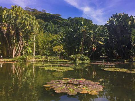 Jardim Botânico do Rio de Janeiro - Urokliwy Oazę Biologicznej Różnorodności w Sercu Brazylii!