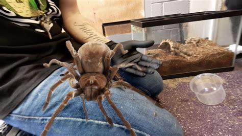 Show Me the Biggest Spider in the World: A Journey into the Realm of Arachnids and Beyond