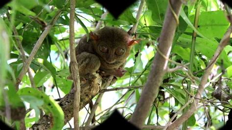  Tarsier Sanctuary - Ucz się o niezwykłych stworzeniach na wyspie